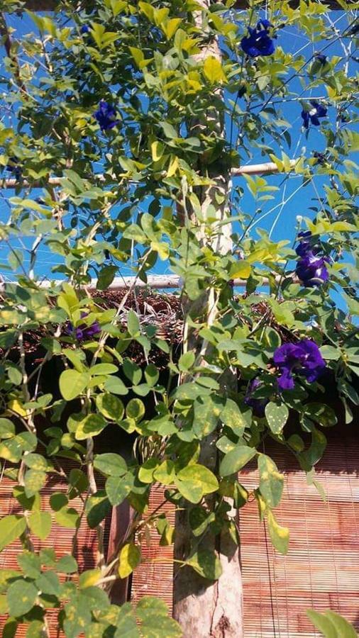Bach Cuc Homestay 롱하이 외부 사진